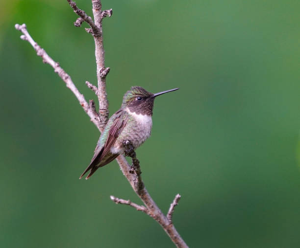 istock ruby throat hummingbird standing on the branch 1873504729