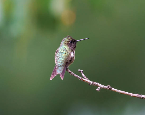 istock ruby throat hummingbird standing on the branch 1873507841
