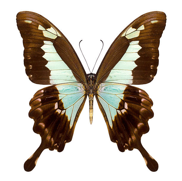 istock beautiful butterfly isolated on white 187350860