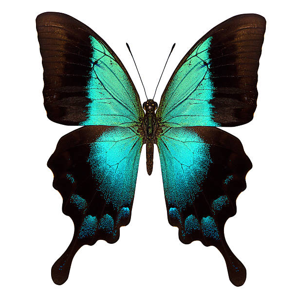 istock beautiful butterfly isolated on white 187350864