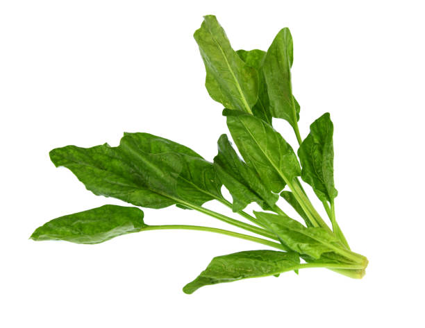 istock close up on fresh spinach isolated on white background 1873510976