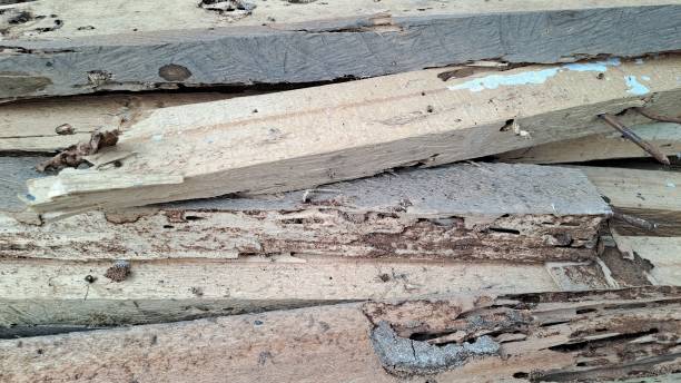 istock Wood pile with timber to board 1873511495