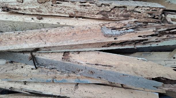 istock Wood pile with timber to board 1873511781
