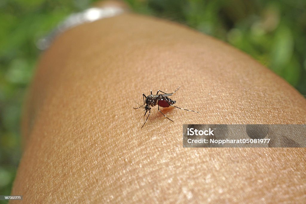 Mosquito sucking human blood on extreme macro Aedes Mosquito Stock Photo