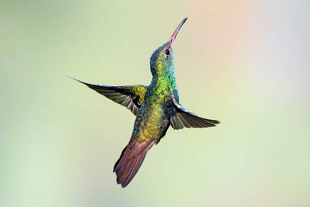istock Rufous-tailed hummingbird from the Back 187351845