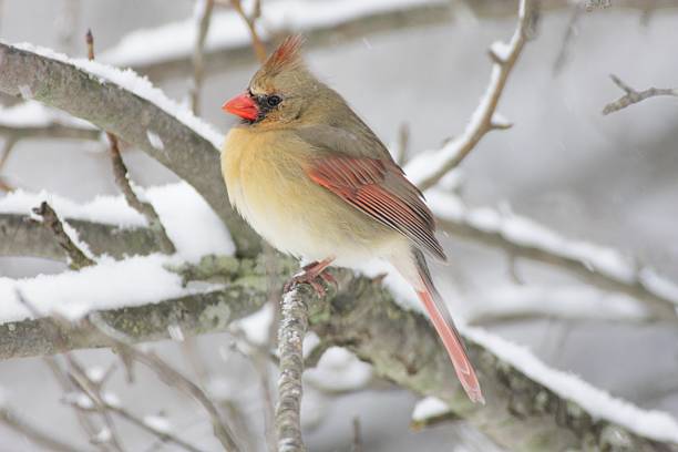 istock Female Cardinal In Snow 187351937