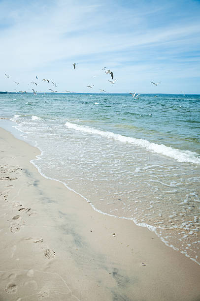 istock Seagulls flying over the sea 187351955