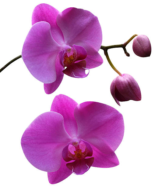 istock Orchid flowers isolated 187352325