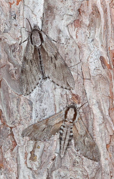 istock Pair of Pine hawk moths, Sphinx pinastri 187352363
