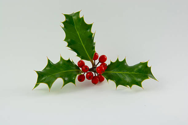 istock Sprig Of Holly 187352448