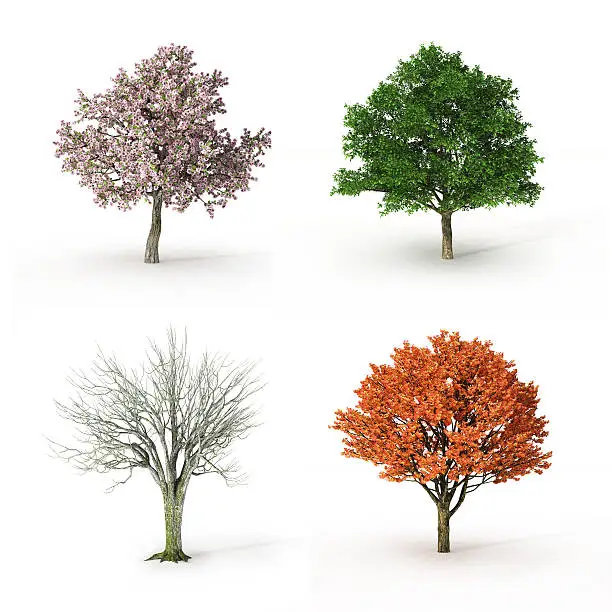 Photo of tree at four seasons