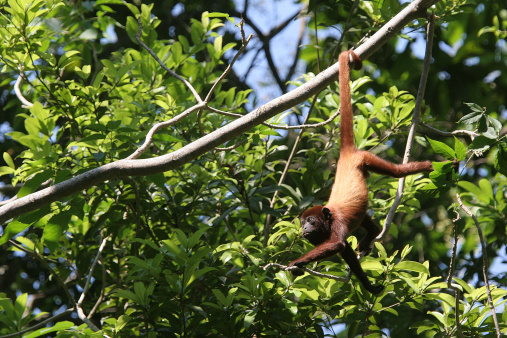 Red howler monkey (Alouatta seniculus) hanging by the tail in the raiforest of Colombia
