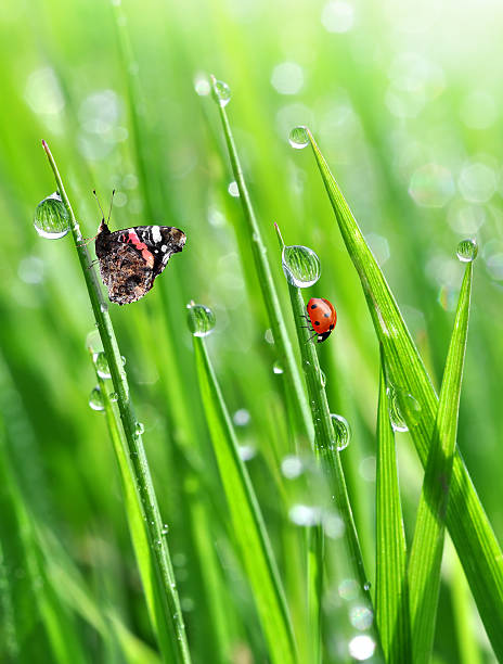 istock dew with ladybird and butterfly 187354063