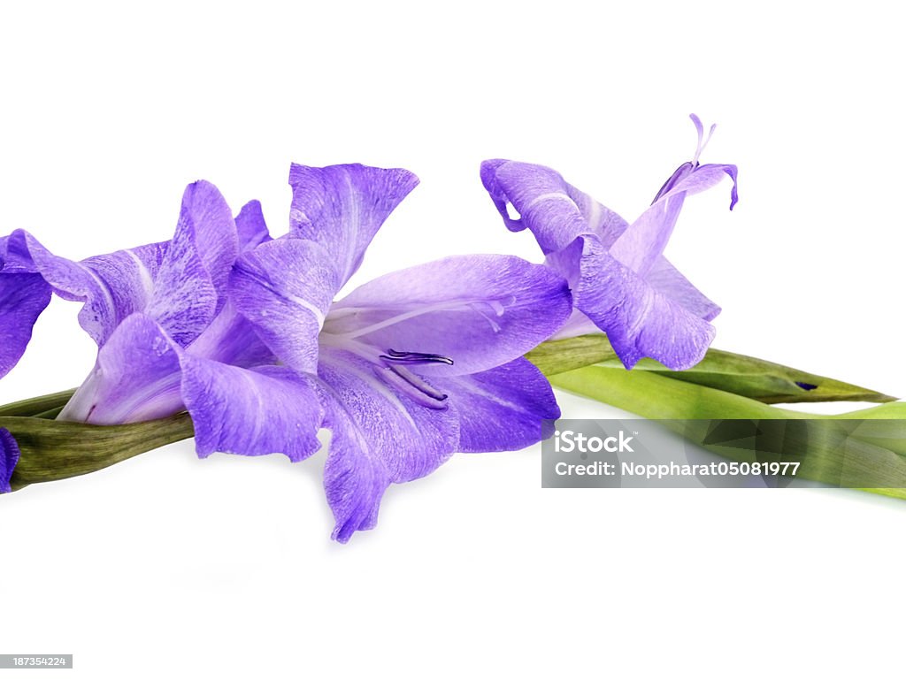 Purple Gladiolus flowers on white background Purple Gladiolus flowers on white background. (Gladiolus grandiflorus) Blue Stock Photo
