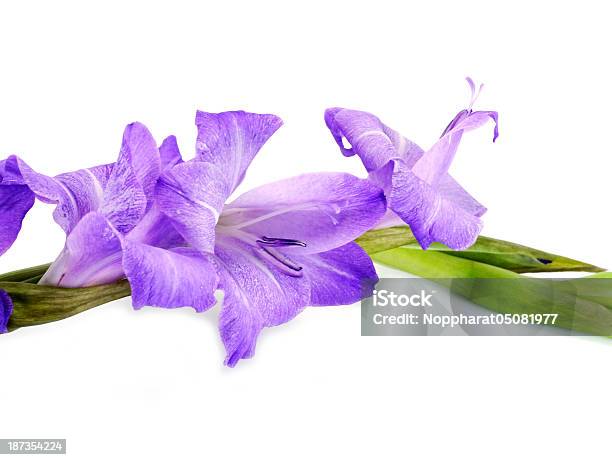 Purple Gladiolus Flowers On White Background Stock Photo - Download Image Now - Blue, Close-up, Cut Out