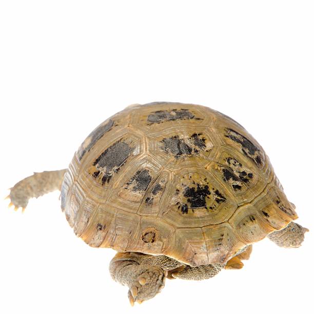 istock Elongated tortoise pet turtle 187354682
