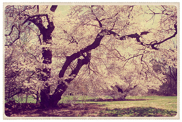 White spring flowers. Blooming cherry. Spring nature background