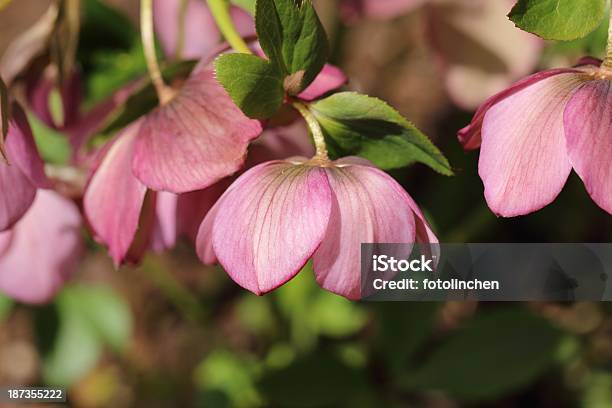 Nieswurz Orientalis Stockfoto und mehr Bilder von April - April, Blume, Blüte