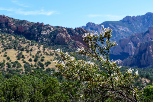 Chiricahua Mountains, southest Arizona, USA
