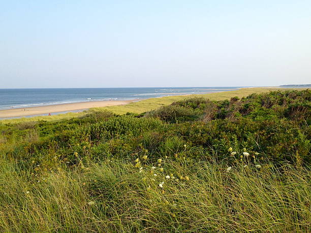 Coastal Grassland II stock photo