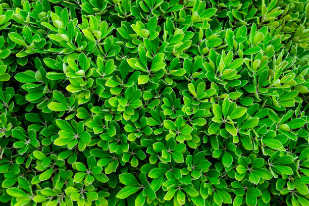 istock Natural green leaves plants 1873555684