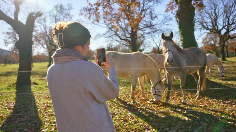 SLO MO Rear View of Young Female Tourist Photographing Horses Grazing on Meadow on Sunny Day