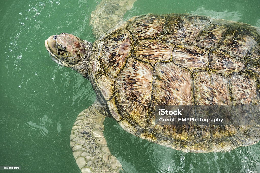 Green Sea Turtle - Foto de stock de Actividad libre de derechos