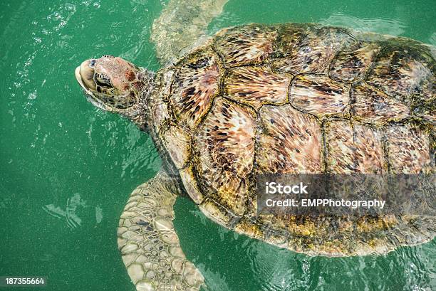Green Sea Turtle Foto de stock y más banco de imágenes de Actividad - Actividad, Agua, Aire libre
