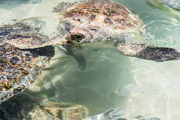 istock Green Sea Turtles Swimming 187355668