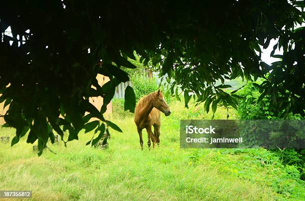 Caballo En Pasto Verde Foto de stock y más banco de imágenes de Aire libre - Aire libre, Aislado, Animal