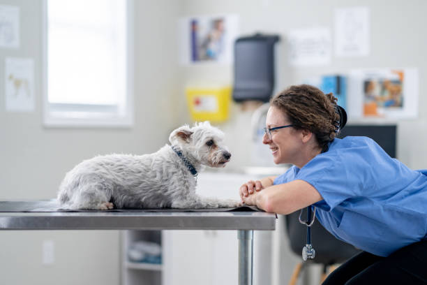 istock Small Breed Dog at the Vet 1873560079