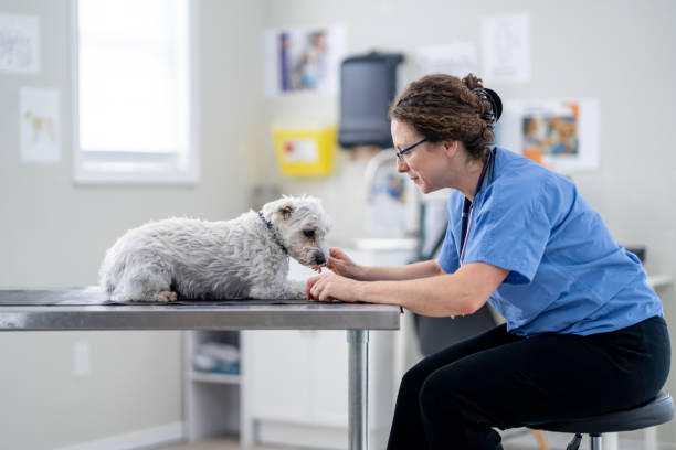 istock Small Breed Dog at the Vet 1873560085