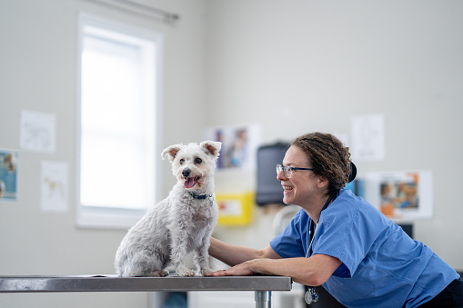 A small breed, white dog, sits on an examination table as a veterinarian prepares to preform a routine check-up.  The vet is wearing blue scrubs and is engaging with the dog to make her feel comfortable before she starts the exam.