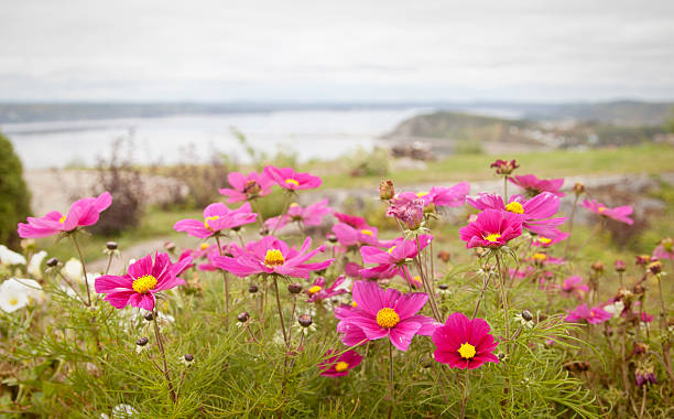 istock Flowers on the Saguenay 187356045