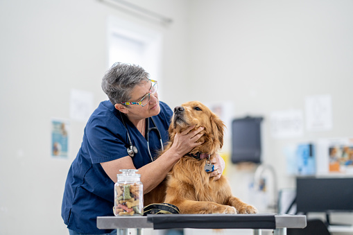 A senior Golden Retriever lays on an examination table as a veterinarian preforms a routine check-up.  The vet is wearing blue scrubs and has a jar of treats close by to reward his obedience.