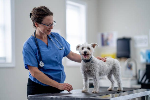 istock Small Breed Dog at the Vet 1873560596