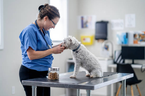 istock Small Breed Dog at the Vet 1873560597