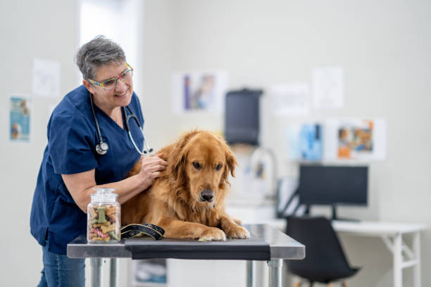 istock Golden Retriever at the Vet 1873560598