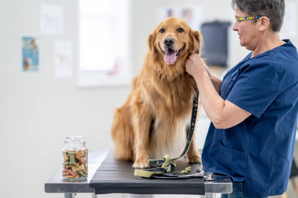 istock Golden Retriever at the Vet 1873560603