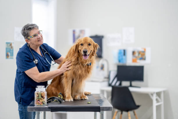 istock Golden Retriever at the Vet 1873560606