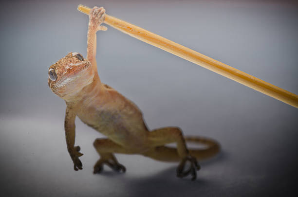 istock Chinese Oriental leaftoed gecko 187356224