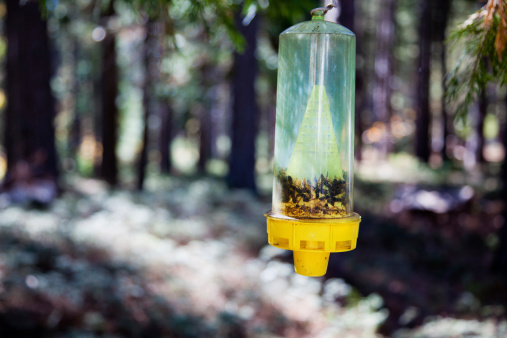 Wasp, hornet and yellowjacket trap hanging outdoors.
