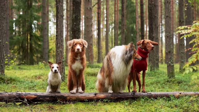 Four dogs of various breeds pose on a log in a lush forest,