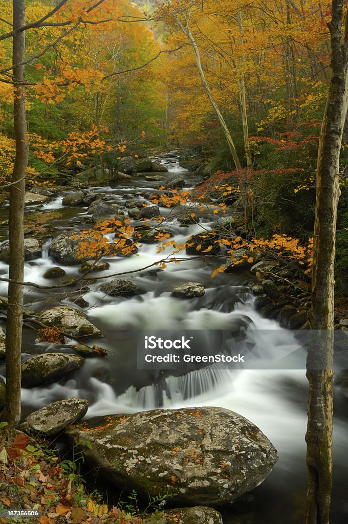 Mały Gołąb Rzeka w jesień w Tremont, Great Smoky Mountains - Zbiór zdjęć royalty-free (Appalachy)