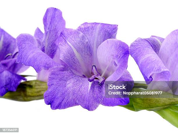 Purple Mieczyk Kwiaty Na Białym Tle - zdjęcia stockowe i więcej obrazów Bez ludzi - Bez ludzi, Białe tło, Fotografika
