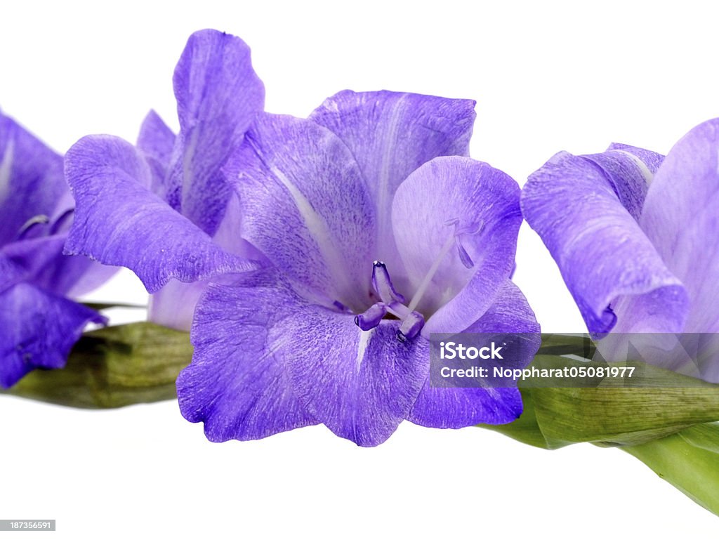 Gladíolo flores roxas em fundo branco - Foto de stock de Azul royalty-free