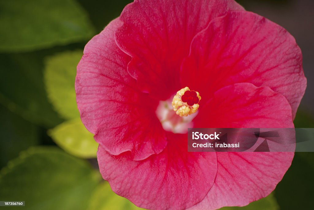 hibisco - Foto de stock de Brilhante - Luminosidade royalty-free