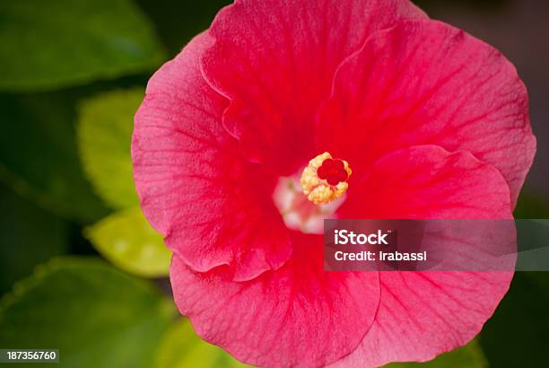 Foto de Hibisco e mais fotos de stock de Brilhante - Luminosidade - Brilhante - Luminosidade, Colorido, Cor Vibrante