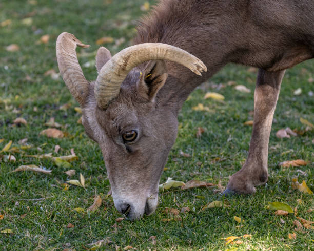 istock Big Horn Sheep - Hemenway Park 1873568460