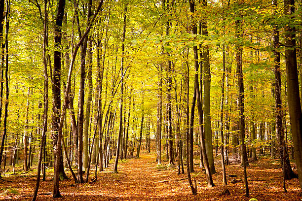 forêt de hêtre automne bois - schorfheide photos et images de collection